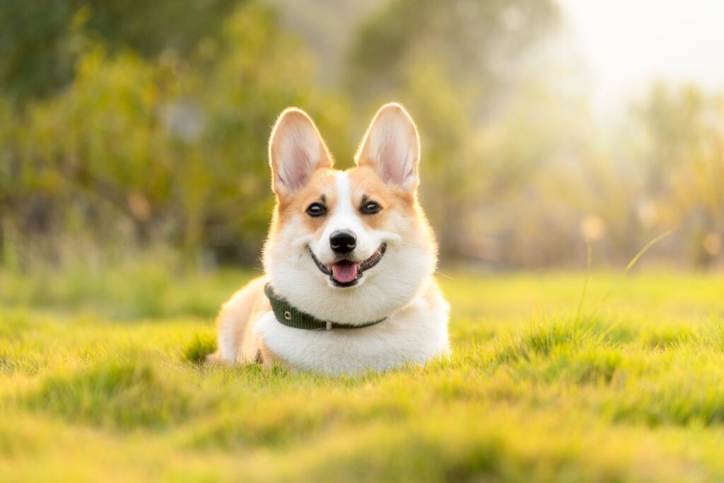 dog, corgi, cute, pet, animal, dog, dog, dog, dog, nature, dog, corgi