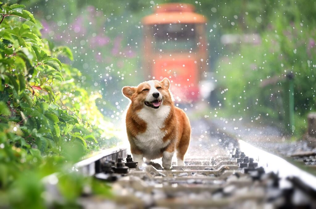 corgi, dog, pet, canine, nature, rain, animal, fur, snout, mammal, dog portrait, animal world, dog, dog, dog, dog, dog, rain, rain