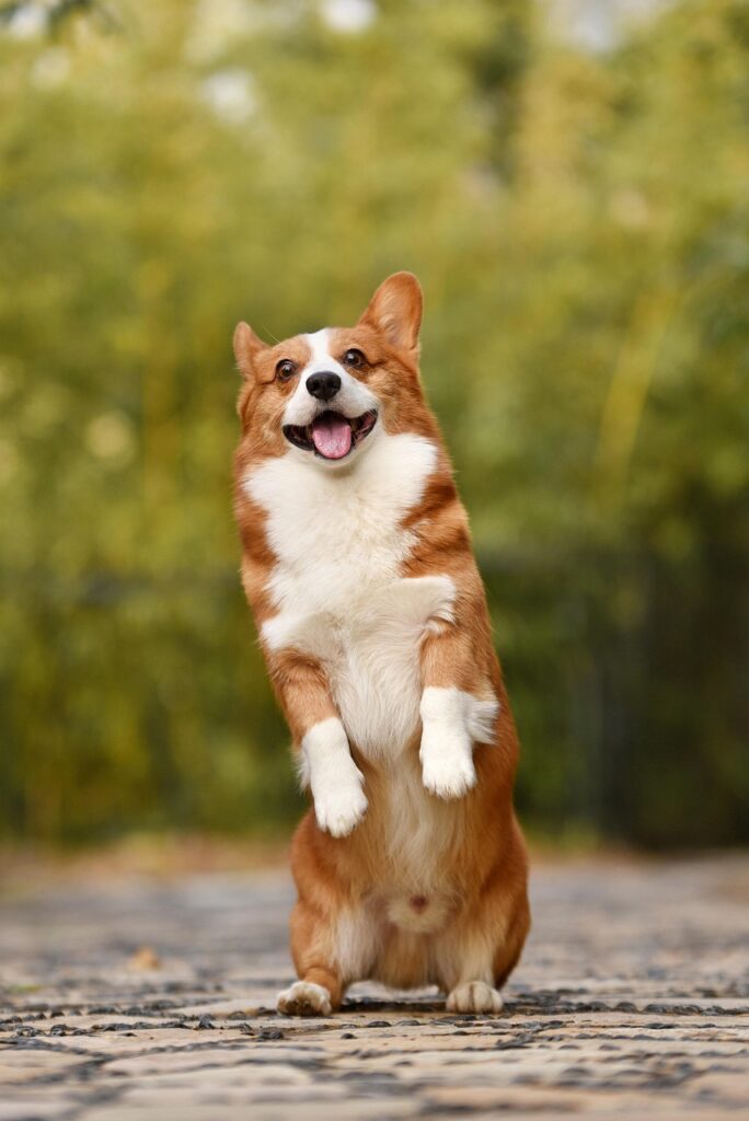 dog, pet, corgi, canine, breed, animal, nature, mammal, puppy, funny, fun, dog, dog, dog, dog, dog, puppy