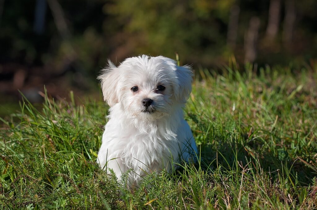 maltese, dog, puppy, small dog, white dog, young, pet, animal, young dog, domestic dog, canine, mammal, cute, adorable, meadow, outdoors, nature, portrait, animal portrait, dog, dog, dog, dog, dog, puppy