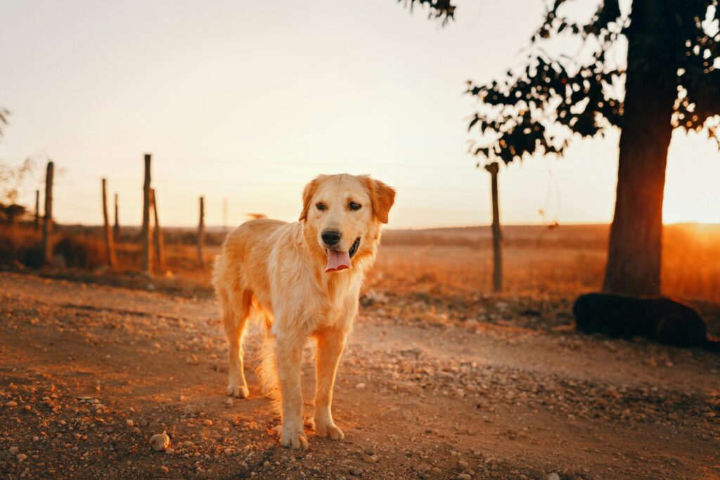 A golden retriever enjoys a peaceful sunset in a rural setting, exhibiting the calmness of nature.