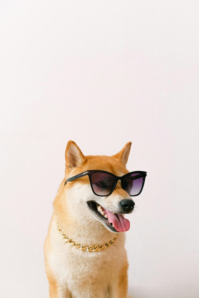 A cool Shiba Inu dog with sunglasses and a gold chain, showcasing a playful attitude.