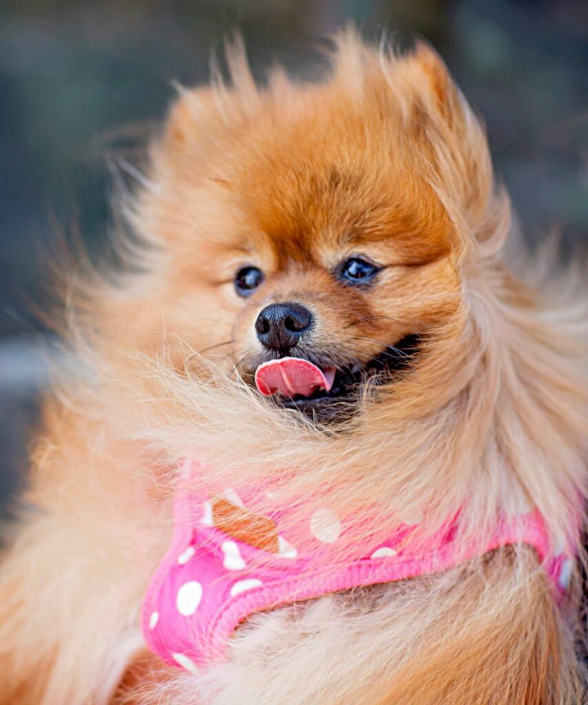 Adorable fluffy Pomeranian dog wearing a pink polka dot harness, showing playful and cute expression.